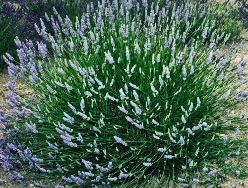 French Provence Lavender Plant Live Herb 2.5 Quart Pot