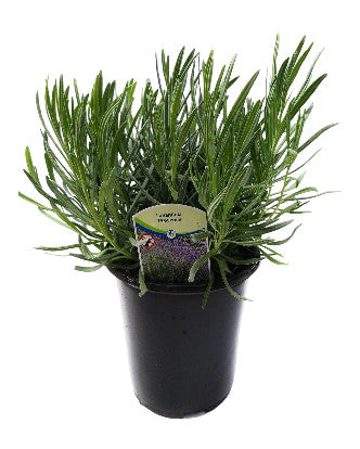 French Provence Lavender Plant Live Herb 2.5 Quart Pot