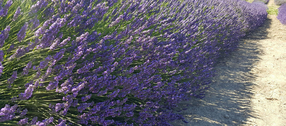 French Provence Lavender Plant Live Herb 2.5 Quart Pot