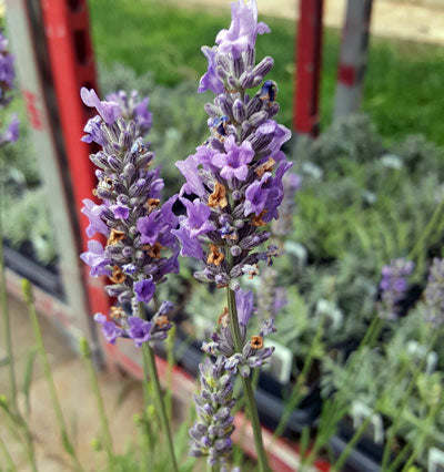 French Provence Lavender Plant Live Herb 2.5 Quart Pot